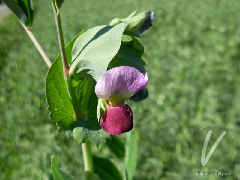 Garten-Erbse: Übersicht